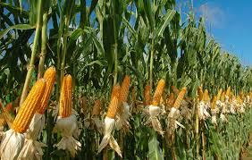 Growing Good Corn: The Interconnectedness of life