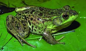 Persistence: lesson from the Deaf Frog