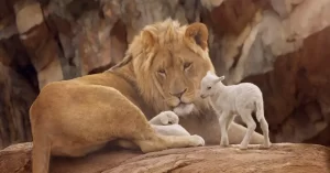 The lion and the Sheep