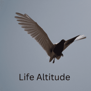 live altitude Logo